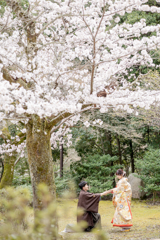 嵐山の桜の下でプロポーズショット