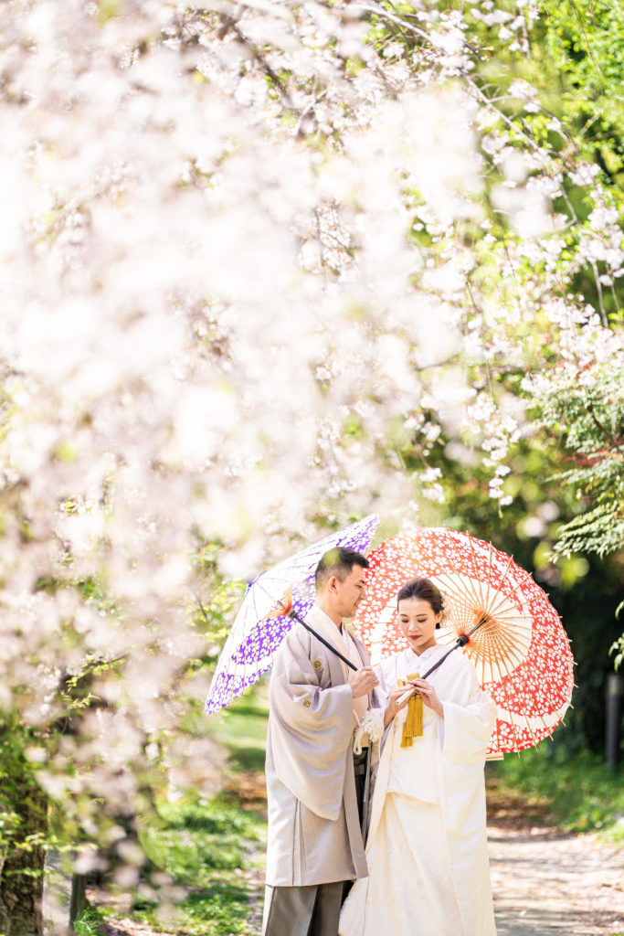番傘を使い桜の中で和装前撮り