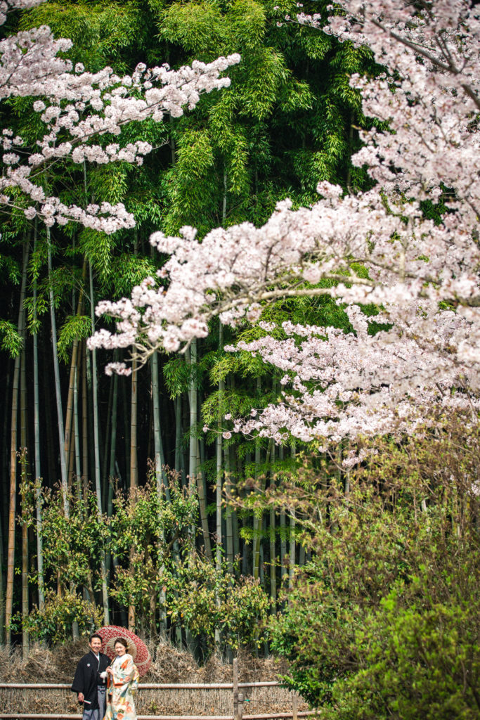 竹林と桜を背景に和装前撮り