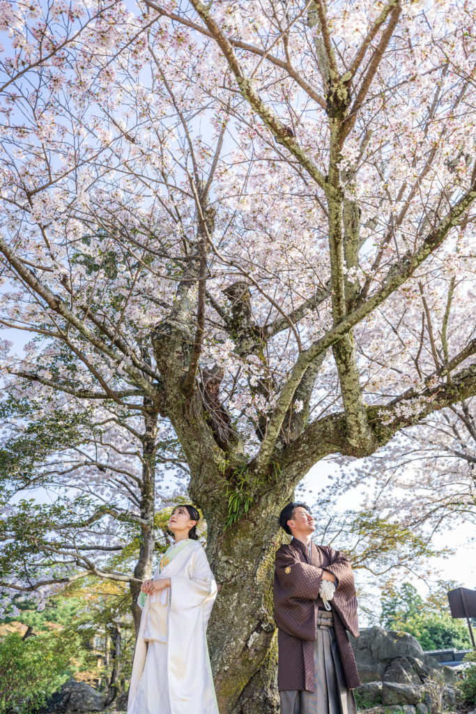 円山公園の桜を見上げて和装前撮り