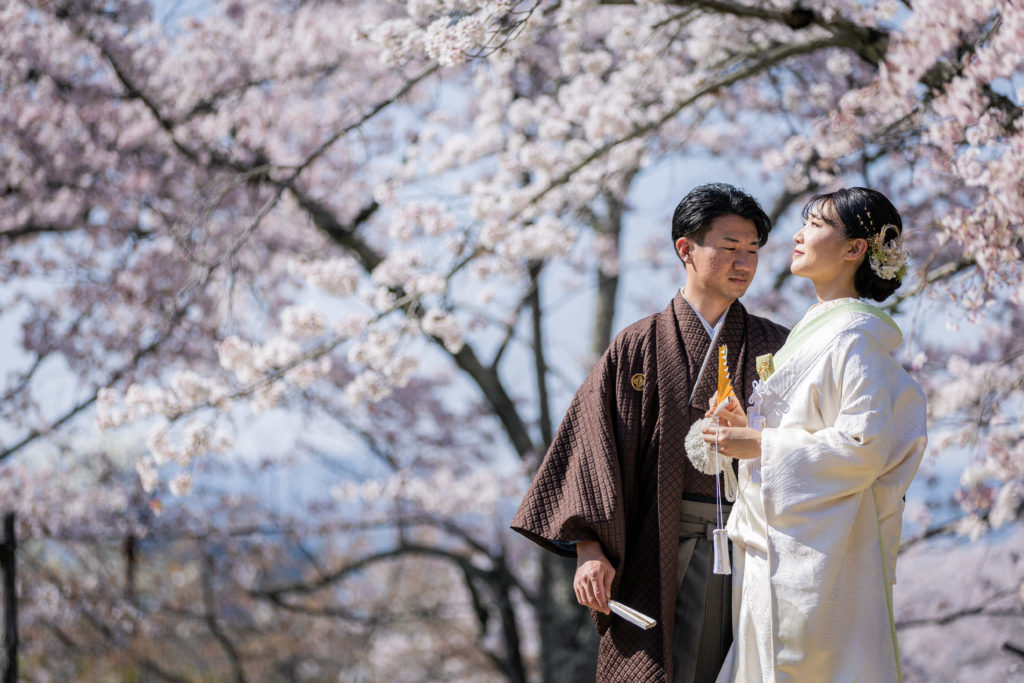 京都の円山公園の桜を背景に和装前撮り